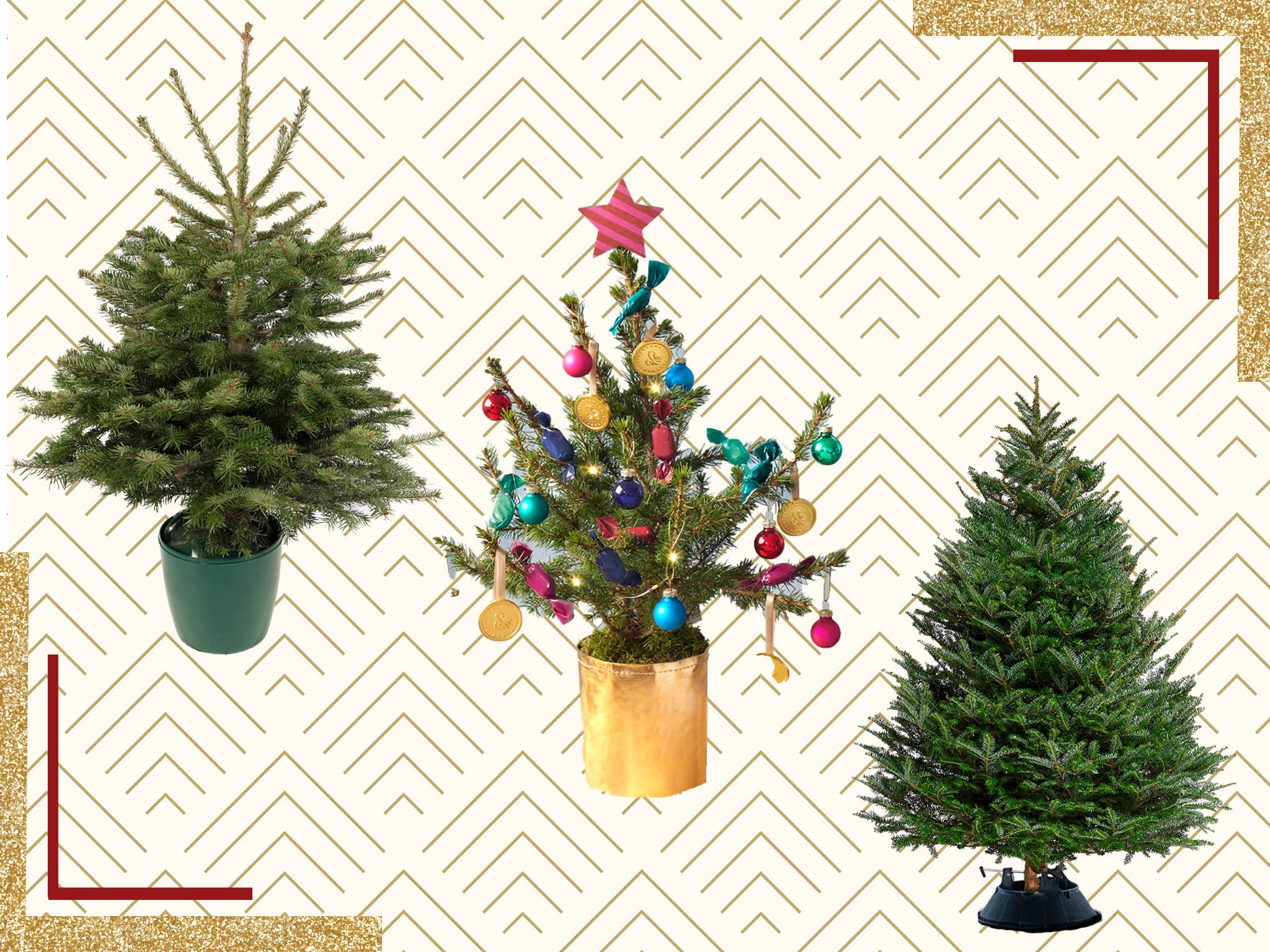 Best real Christmas trees 2020 Nordmann, fraser and Korean firs The